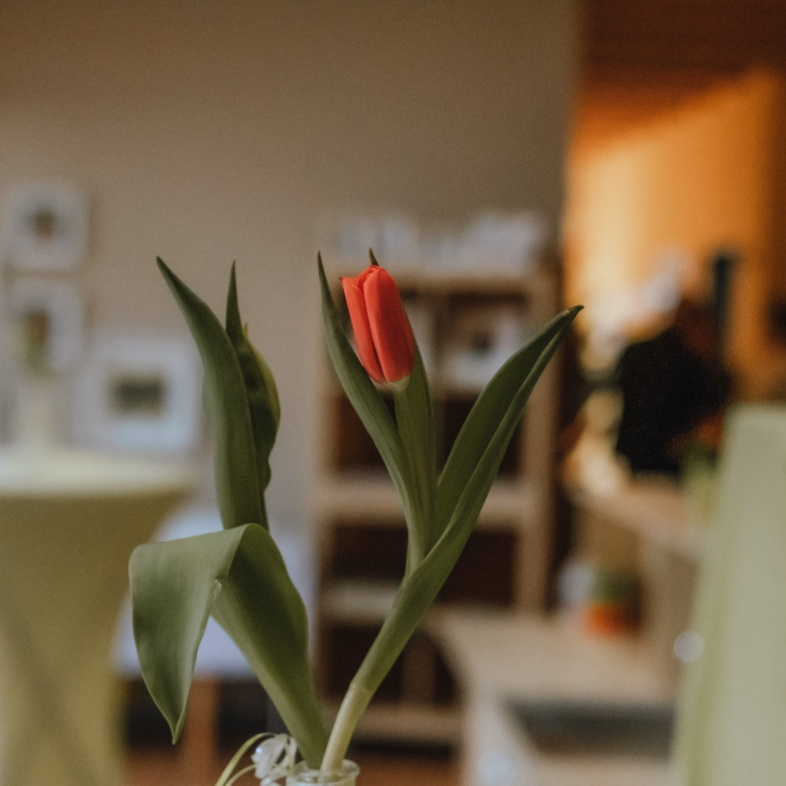 Sommerfest KOLIBRI